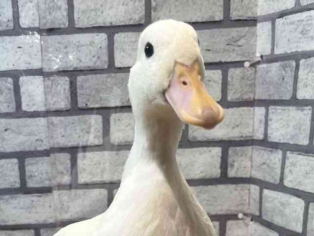pet image
