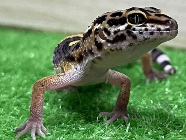 ヒョウモントカゲモドキ