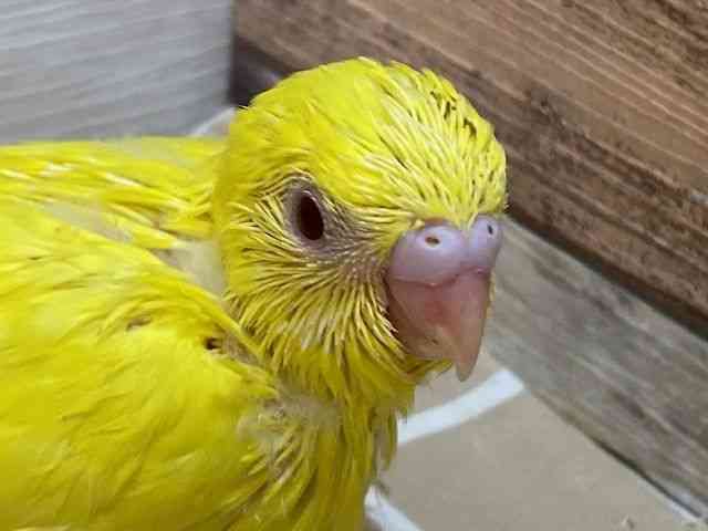 
                    セキセイインコ