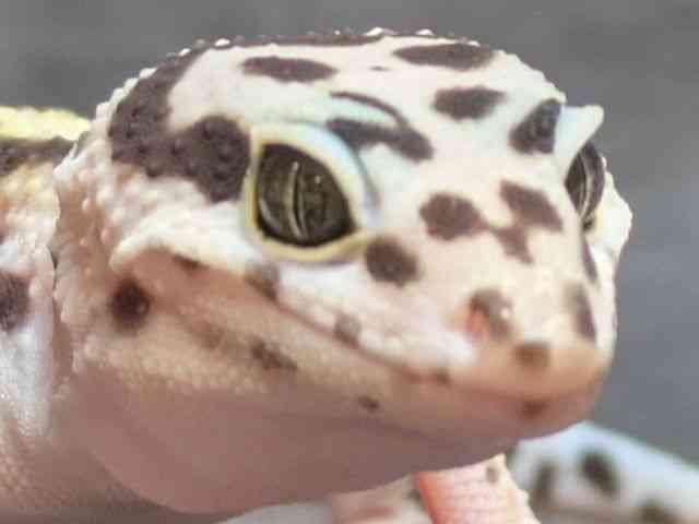 ヒョウモントカゲモドキ