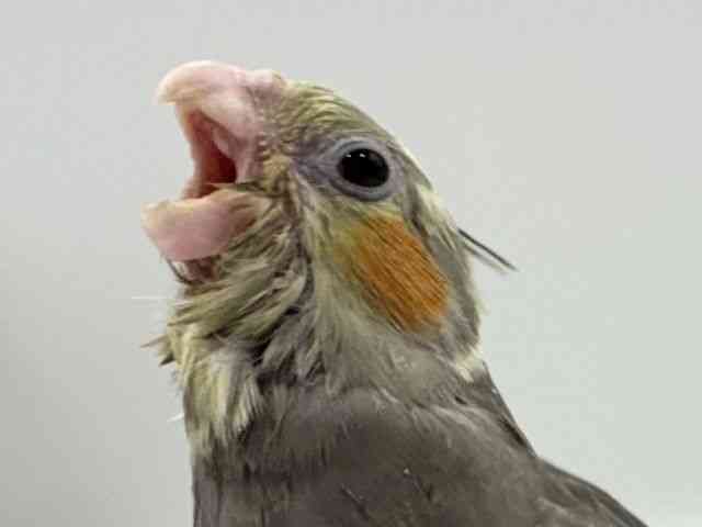 
                    オカメインコ