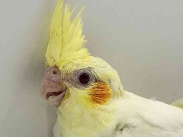 
                    オカメインコ