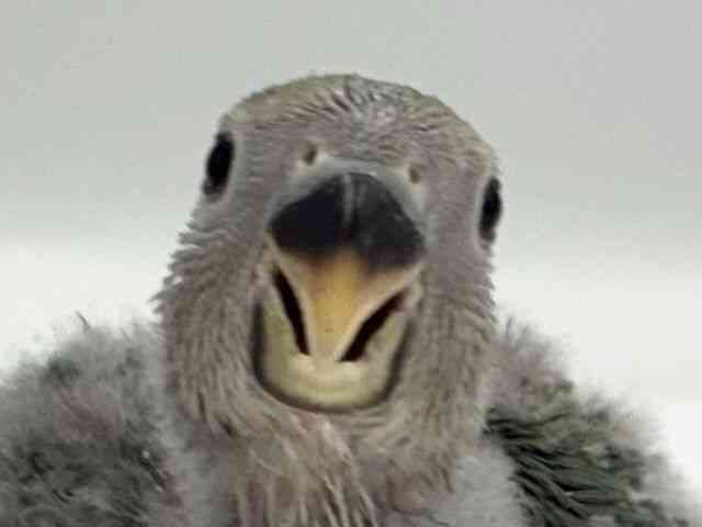 
                    コザクラインコ