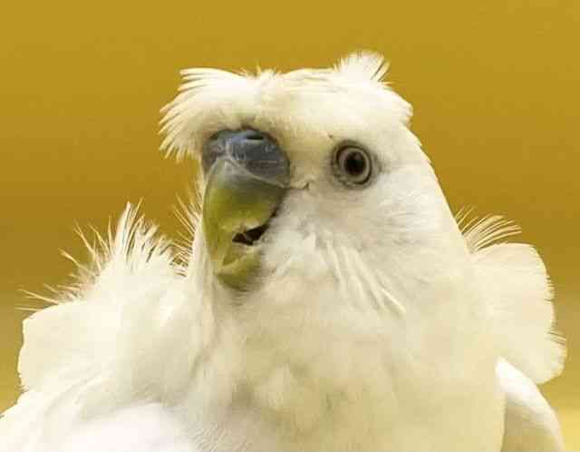 
                    羽衣セキセイインコ