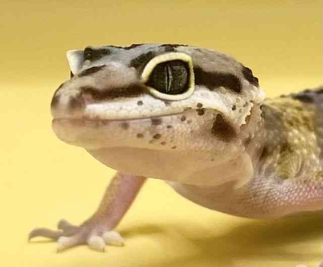 ヒョウモントカゲモドキ