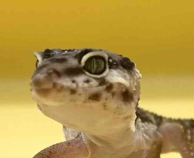 ヒョウモントカゲモドキ