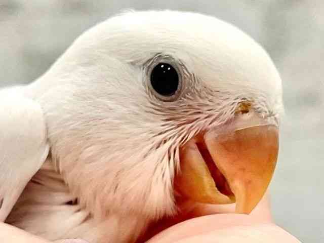 
                    コザクラインコ