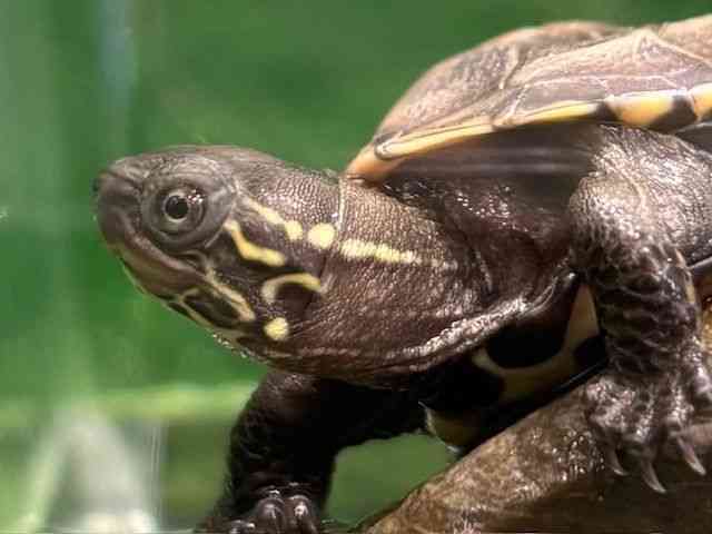 ゼニガメ