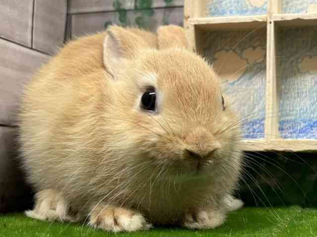 
                    ミニウサギ
