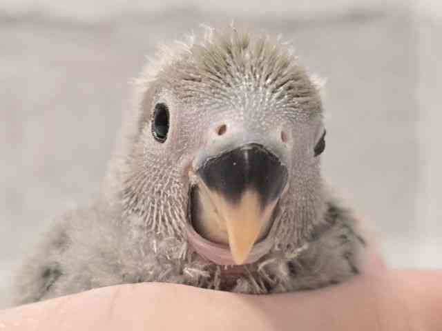 
                    コザクラインコ