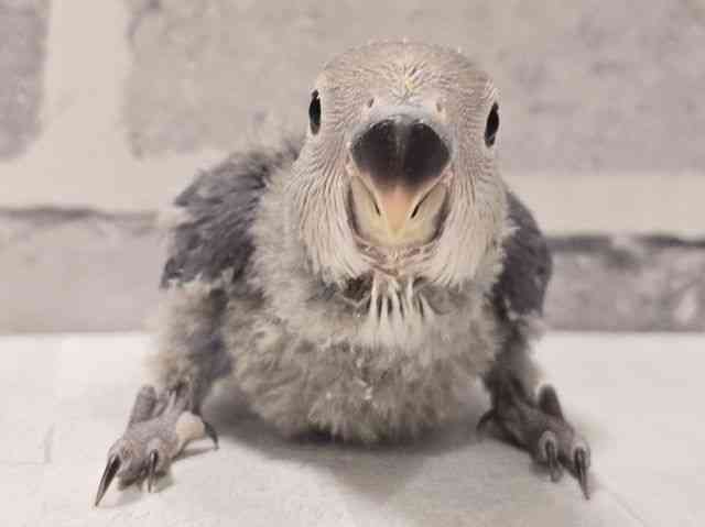 
                    コザクラインコ