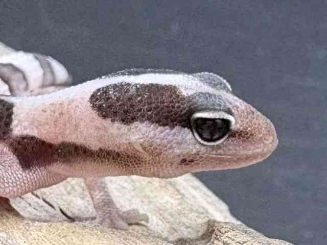 ニシアフリカトカゲモドキ