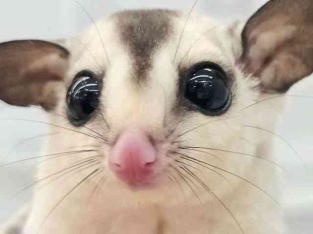 
                    フクロモモンガ