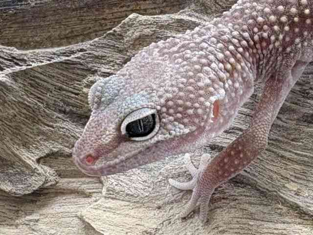 ヒョウモントカゲモドキ