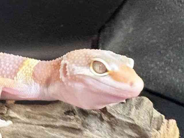 ヒョウモントカゲモドキ