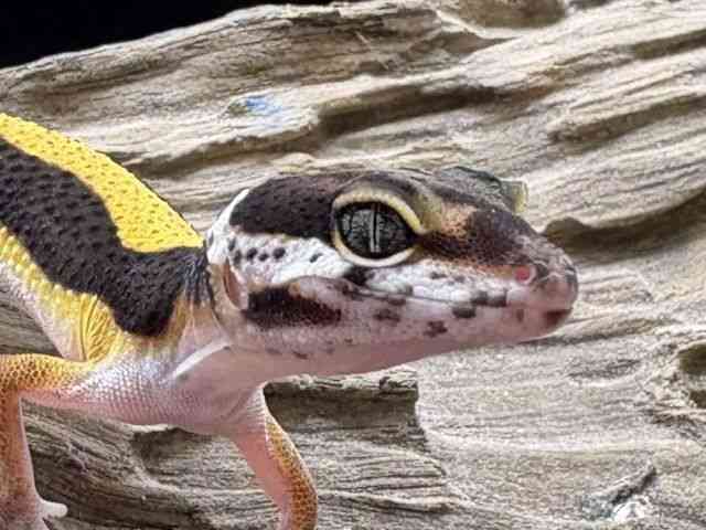ヒョウモントカゲモドキ