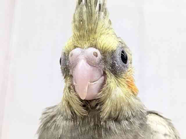 
                    オカメインコ