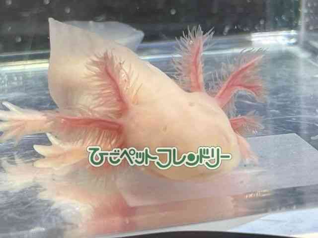 アルビノ