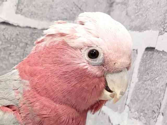 
                    モモイロインコ