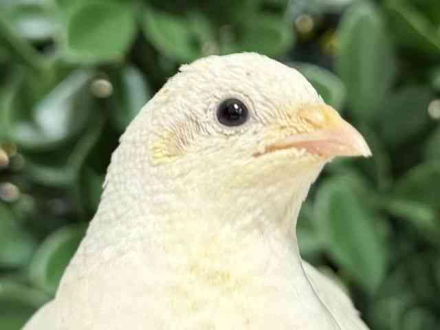 
                    ウズラ・ヒメウズラ