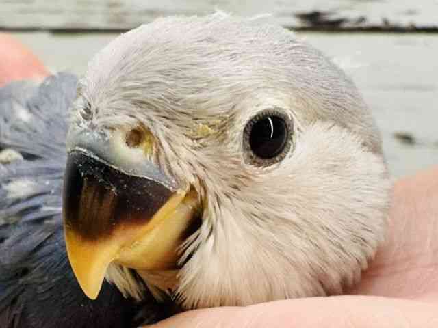 
                    コザクラインコ