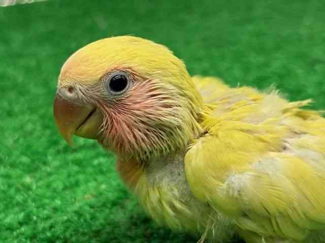 
                    コザクラインコ