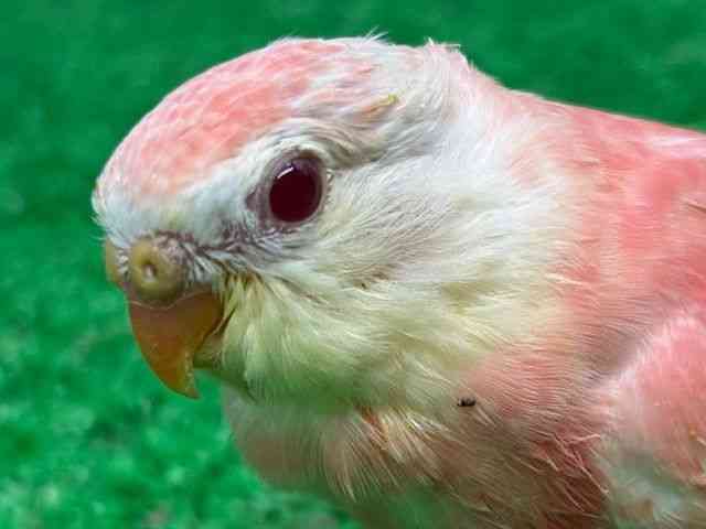 
                    アキクサインコ