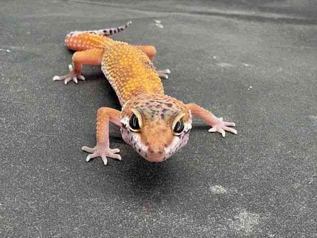 ヒョウモントカゲモドキ