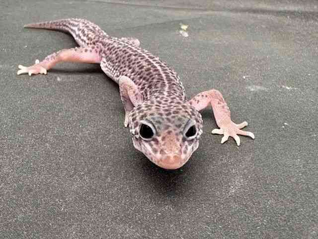 ヒョウモントカゲモドキ
