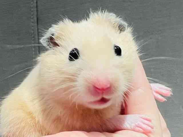 
                    キンクマ