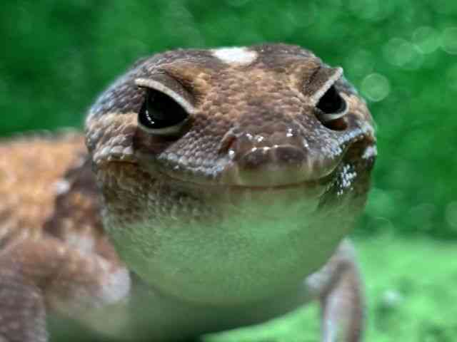 ニシアフリカトカゲモドキ