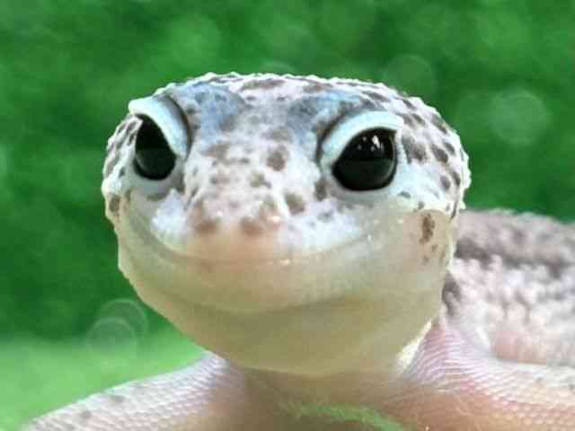ヒョウモントカゲモドキ