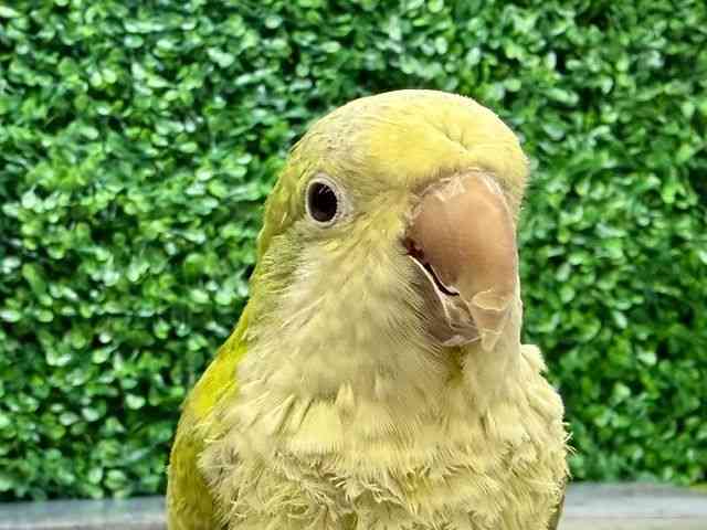 
                    オキナインコ