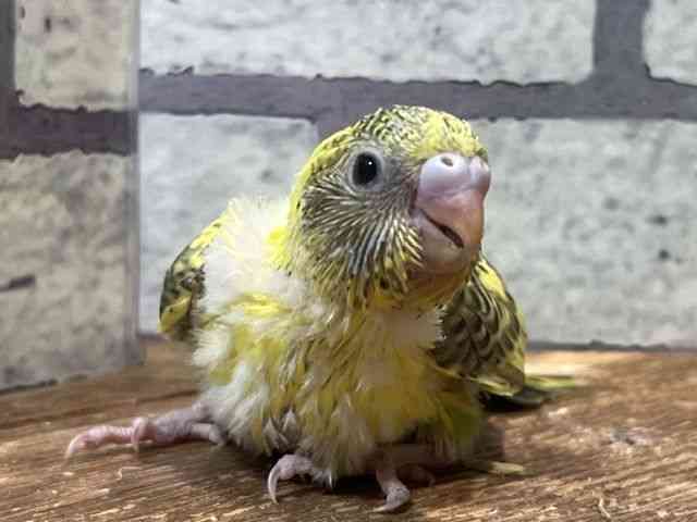 
                    セキセイインコ