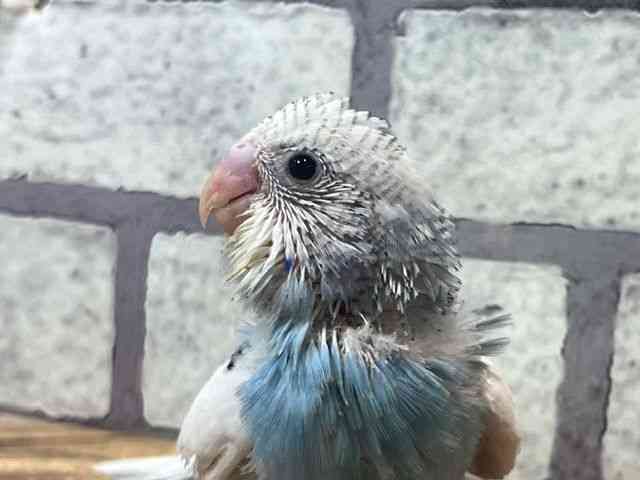 
                    セキセイインコ