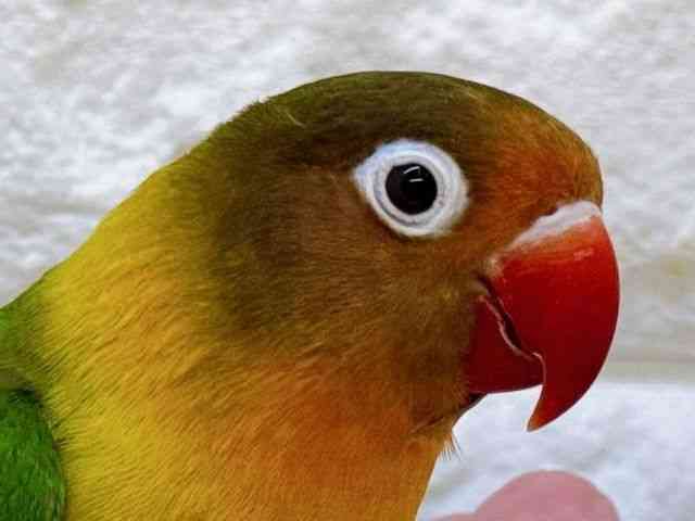 
                    ボタンインコ