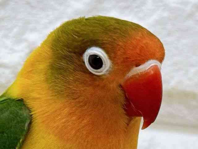 
                    ボタンインコ