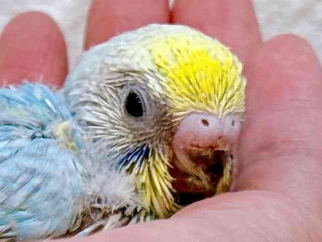 
                    セキセイインコ