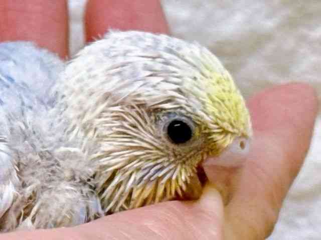 
                    セキセイインコ