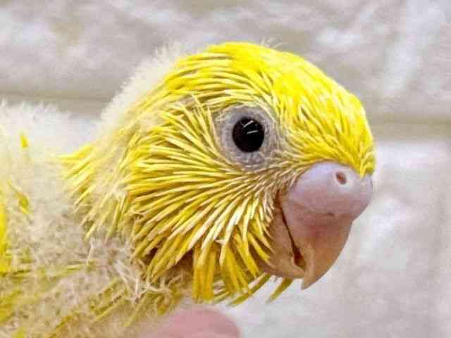 
                    セキセイインコ