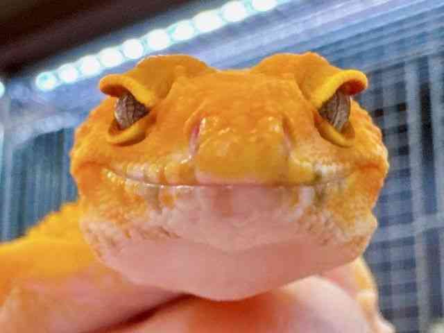 ヒョウモントカゲモドキ