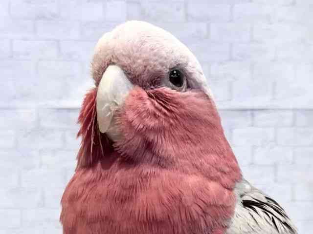 
                    モモイロインコ