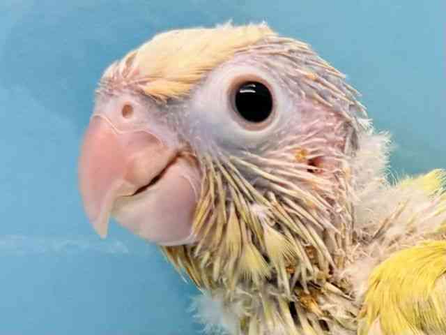 
                    オキナインコ