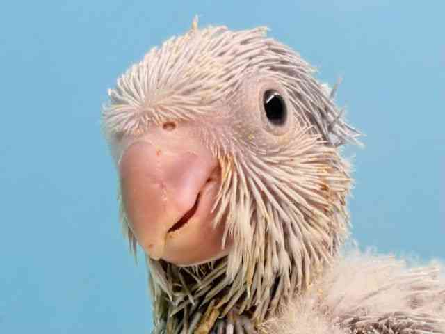 
                    オキナインコ