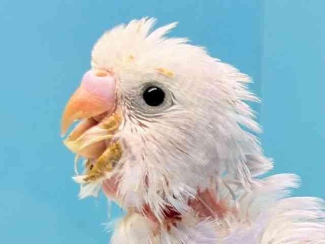 
                    セキセイインコ