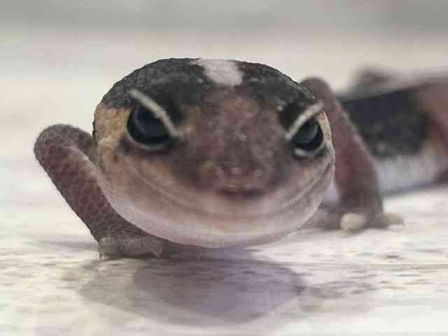 ニシアフリカトカゲモドキ