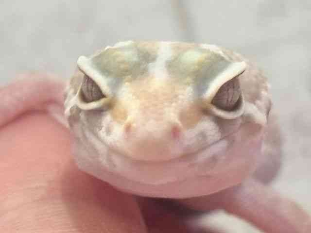 ヒョウモントカゲモドキ