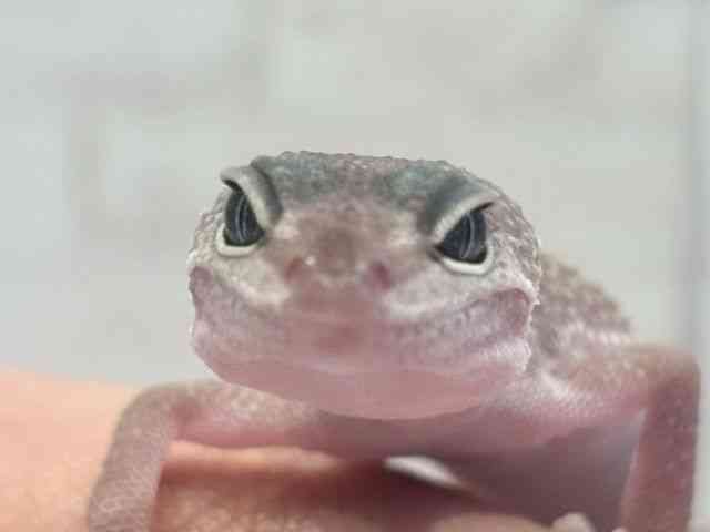 ヒョウモントカゲモドキ