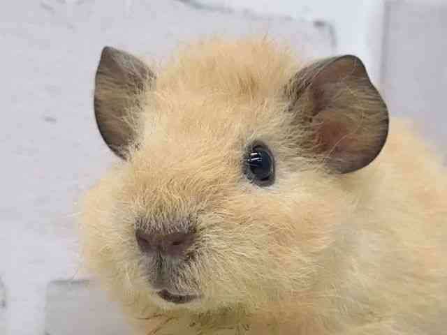 
                    テディ