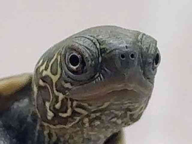 ゼニガメ